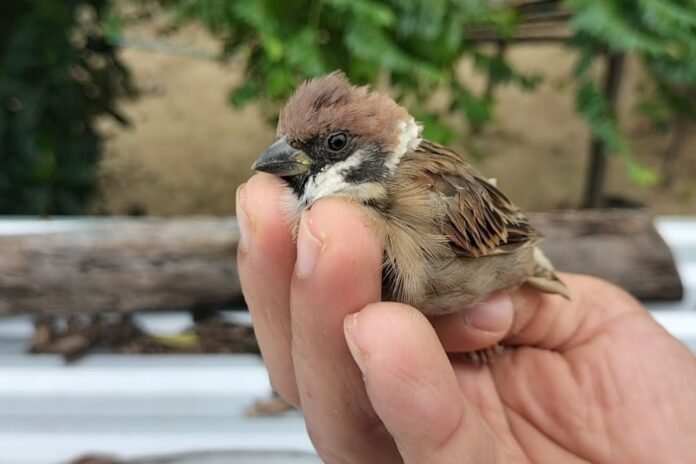 The Art of Catching Sparrows with Bare Hands: A Step-by-Step Guide