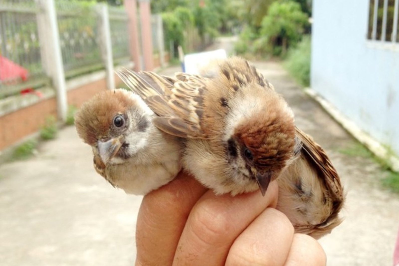 The Art of Catching Sparrows with Bare Hands: A Step-by-Step Guide