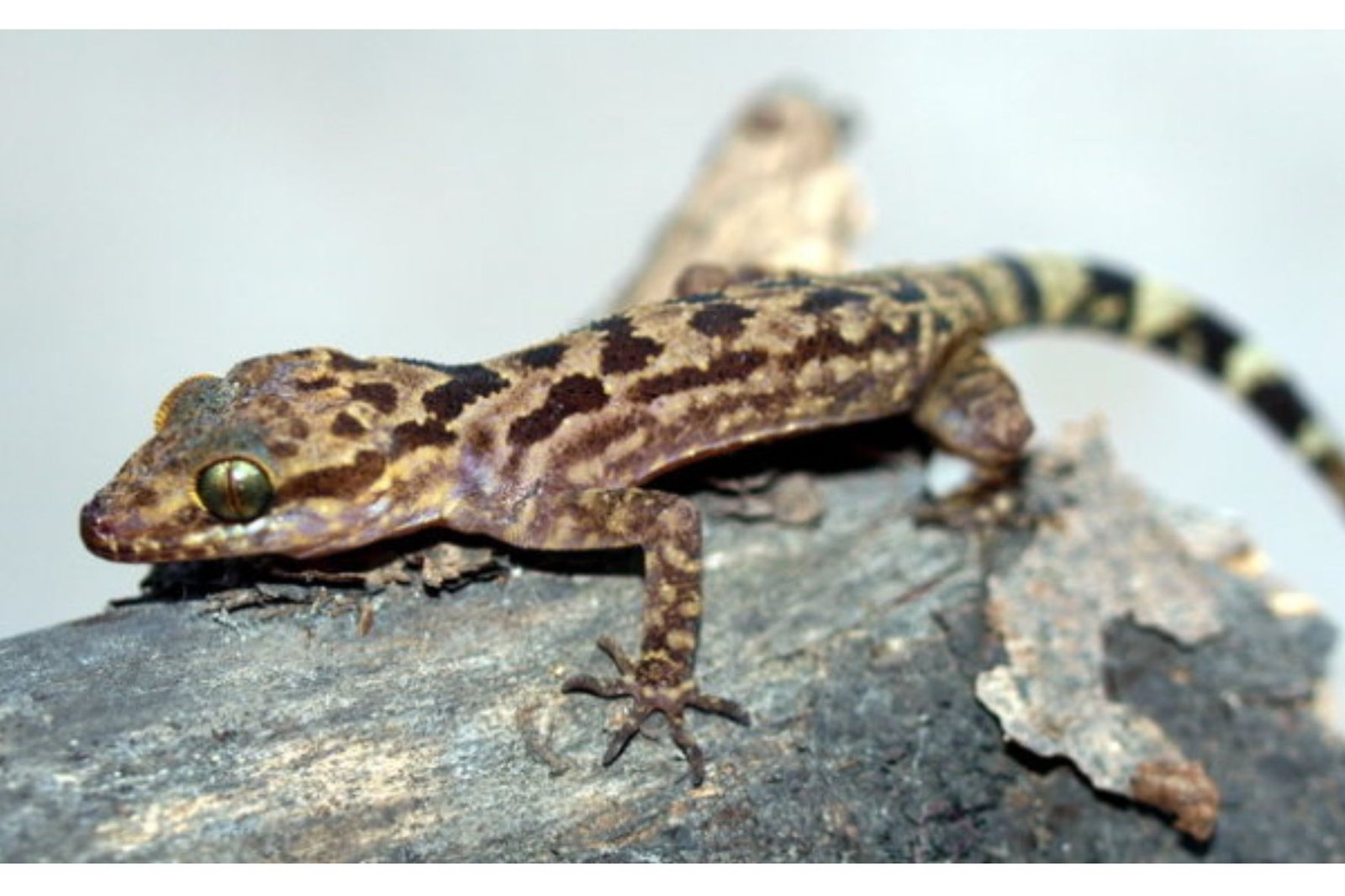 "Teaching lizards how to climb trees"