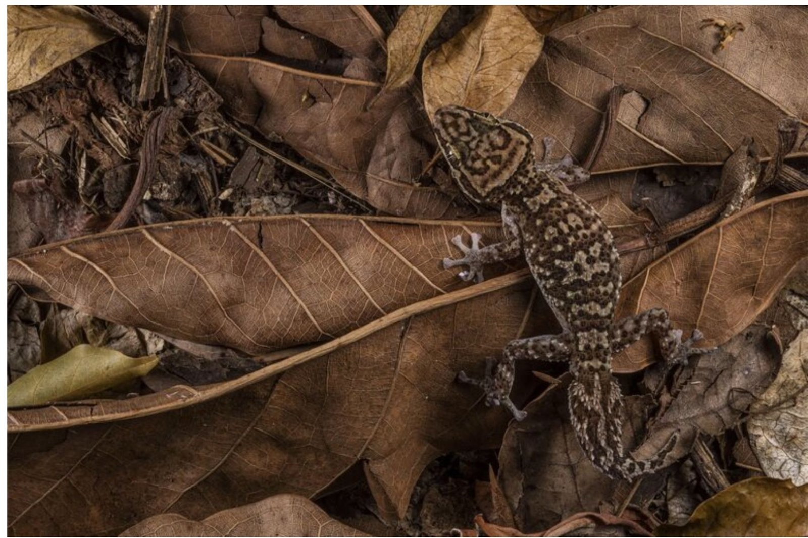 "Teaching lizards how to climb trees"