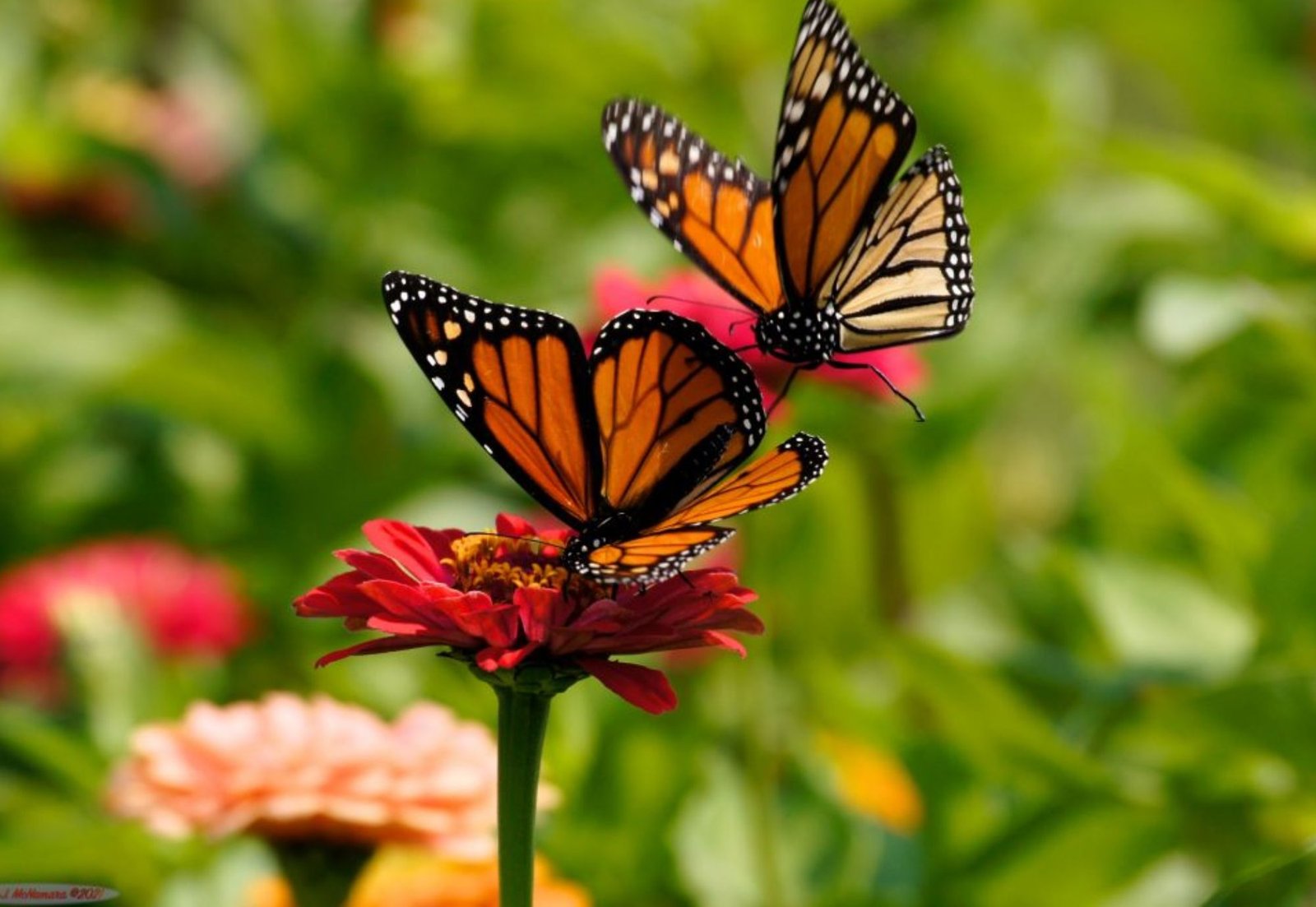 How do butterflies know ballet